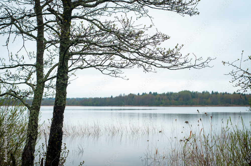 Obraz premium Glacial lake Seliger in spring. landscape. The branches of a tree with young leaves against the backdrop of the lake.