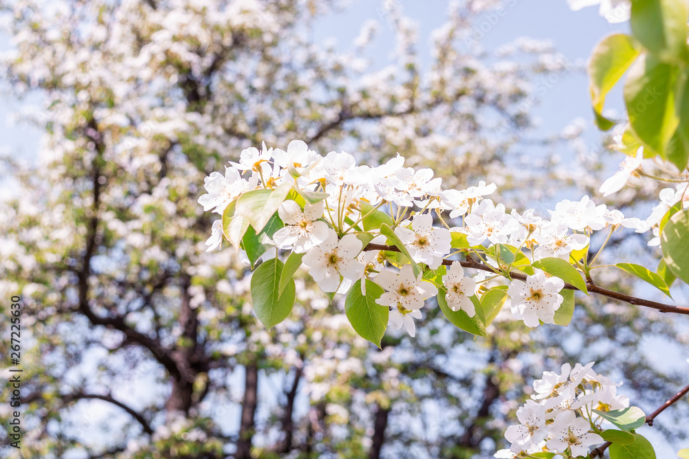 Pear tree in spring Pear tree in spring