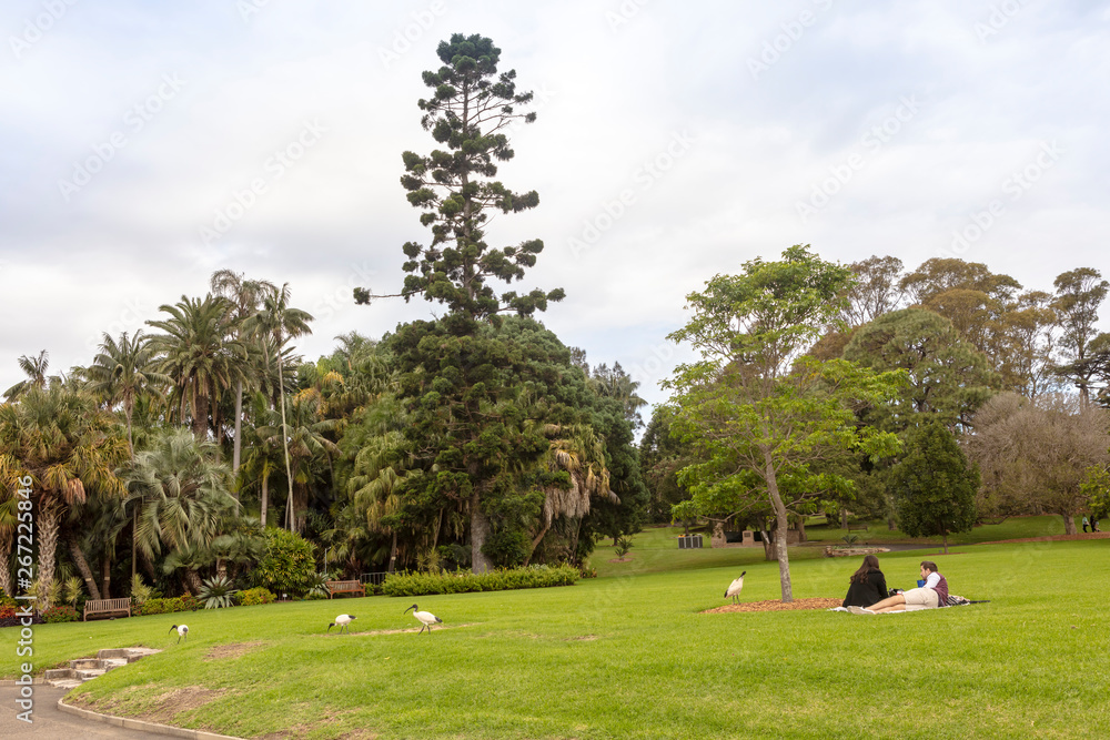 Fototapeta premium Australian park scene with young couple picnicking and enjoying company of White Ibis birds.