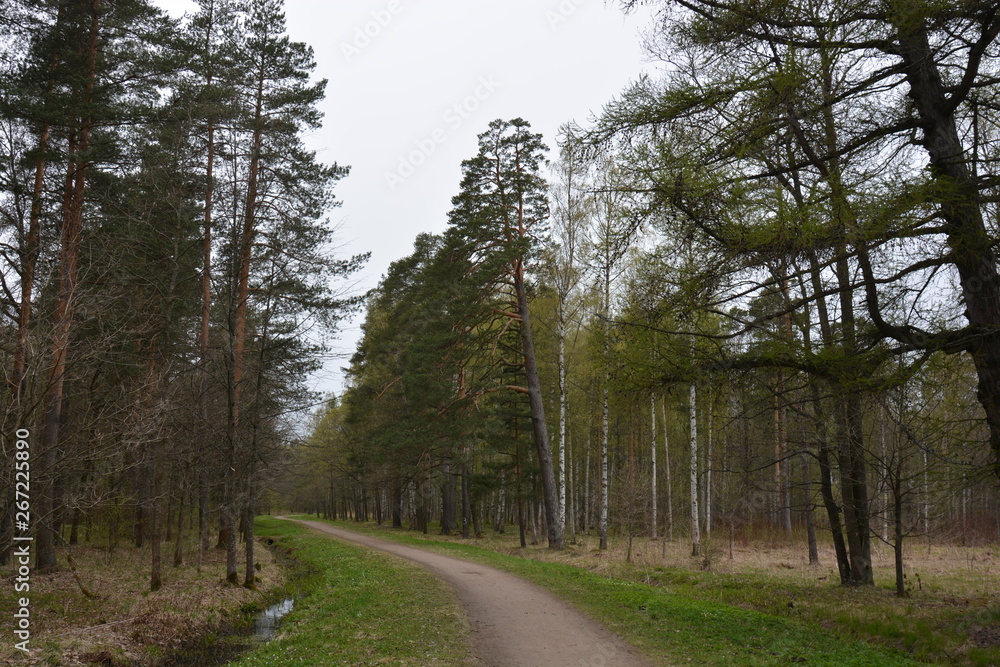 Fototapeta premium Road in the park