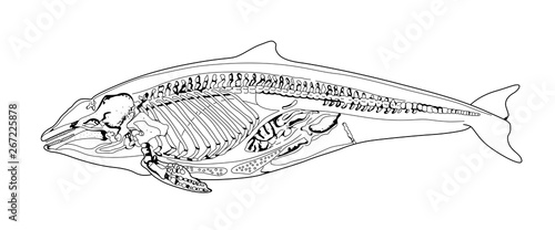 Cetacean bones structure sketch. Dolphin, whale. X ray mammal. Sketch style black and white illustration.