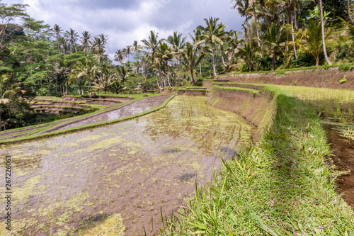 Rice fields at Gunung Kawi temple in Bali, Indonesia