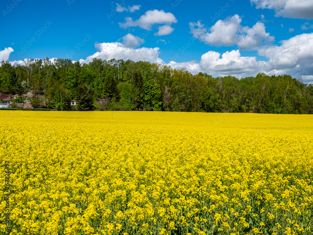 gelbes Rapsfeld im Frühling mit Blauen Himmel