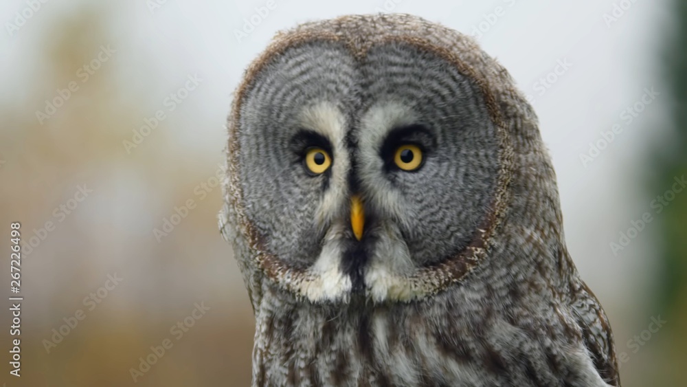 owl from Russia owl from Russia