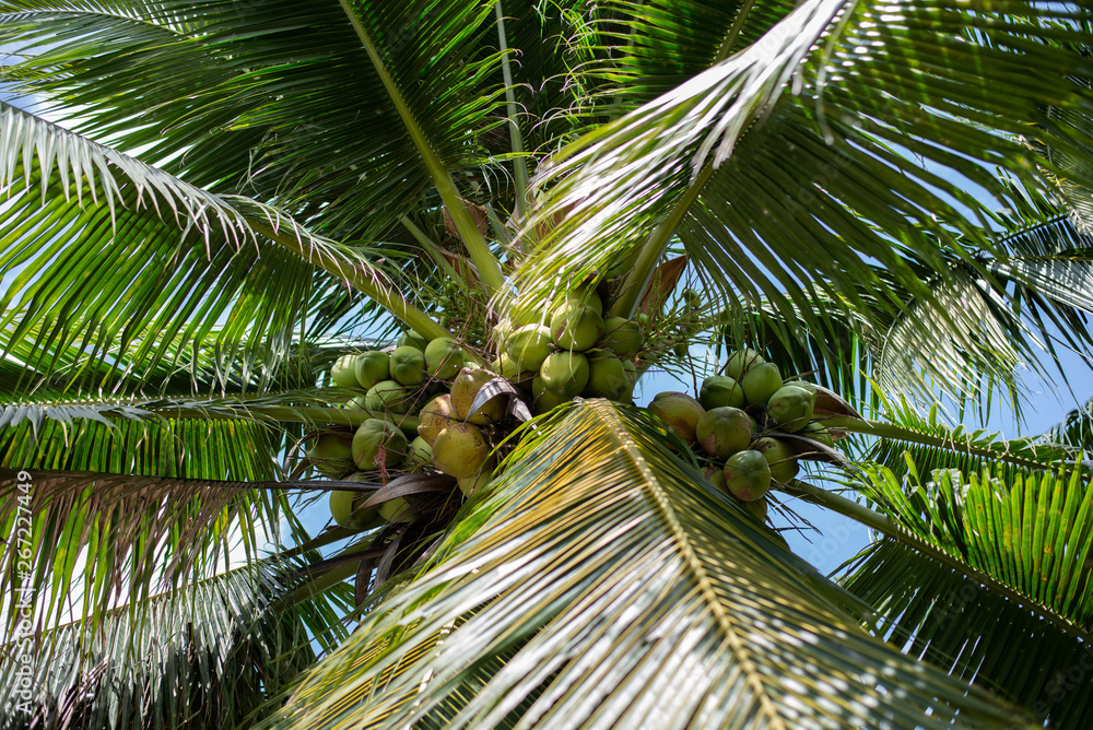 Fototapeta premium coconut palm tree on a background