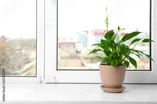 Beautiful Peace lily plant in pot on windowsill at home, space for text