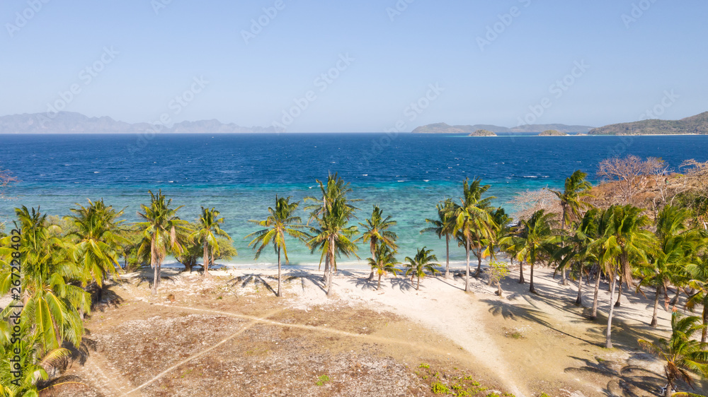 Coconut palm trees on the beach in sunny weather.Deserted beach in the Philippine Islands.aerial view
