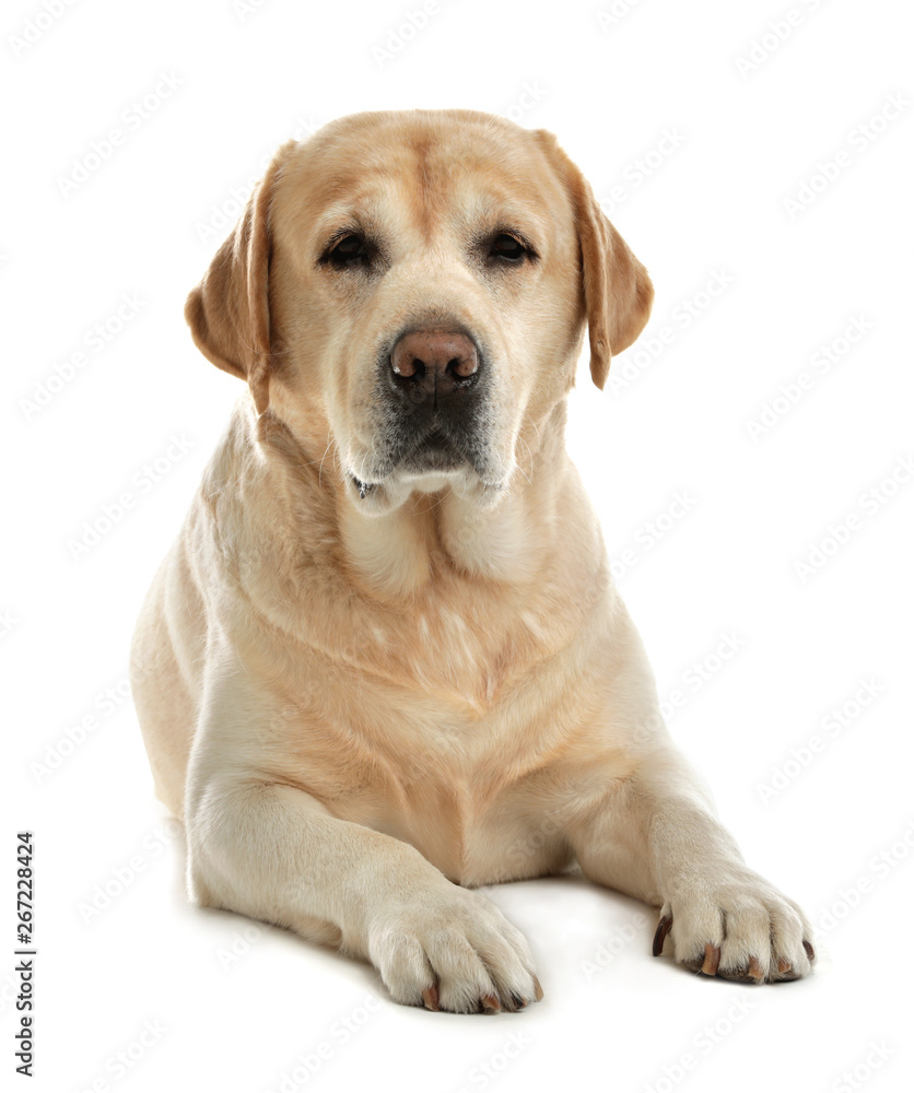 Yellow labrador retriever lying on white background Yellow labrador retriever lying on white background