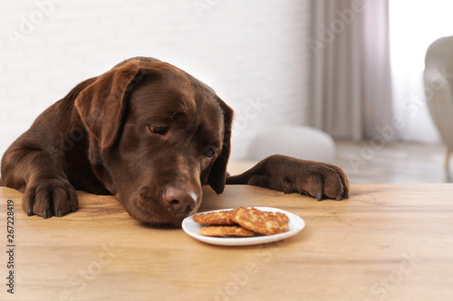 Chocolate labrador retriever at table with plate of cookies indoors