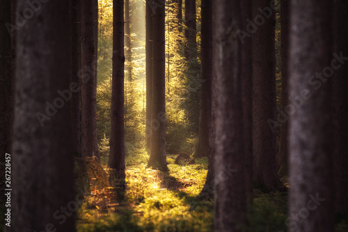 Sonnenlicht im Wald