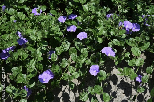 Canvas Print Dround morning glory (Convolvulus sabatius)