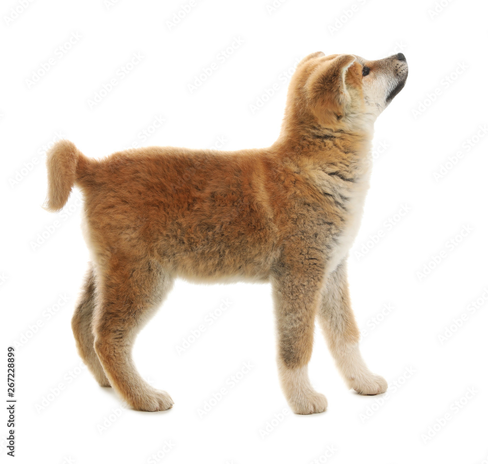 Obraz premium Cute akita inu puppy isolated on white