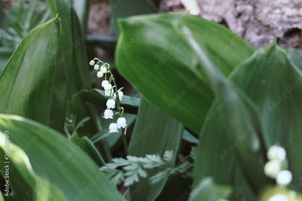 Obraz premium Beautiful lily of the valley in bright green grass. Lily of the valley closeup. Wild spring flowers concept. Flower blossom in summer garden. Tenderness and freshness concept. Aroma white flowers. 