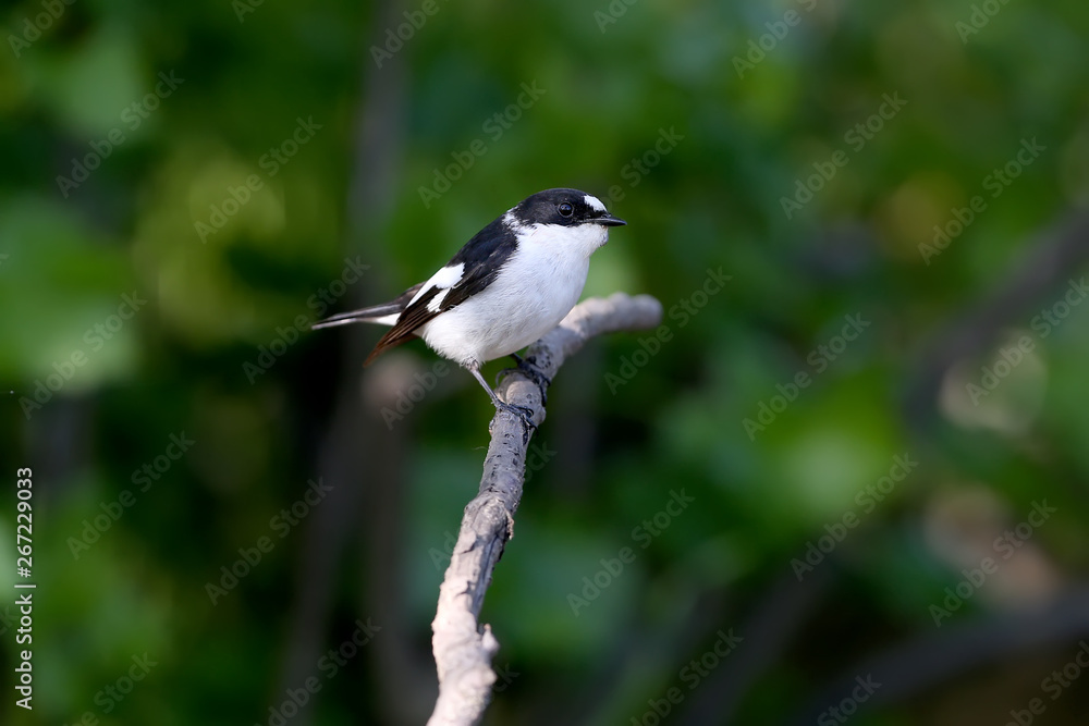 Obraz premium Close-up portrait of a male collared flycatcher (Ficedula albicollis) sitting on a branch against a blurred background. Tick struck under the bird's beak