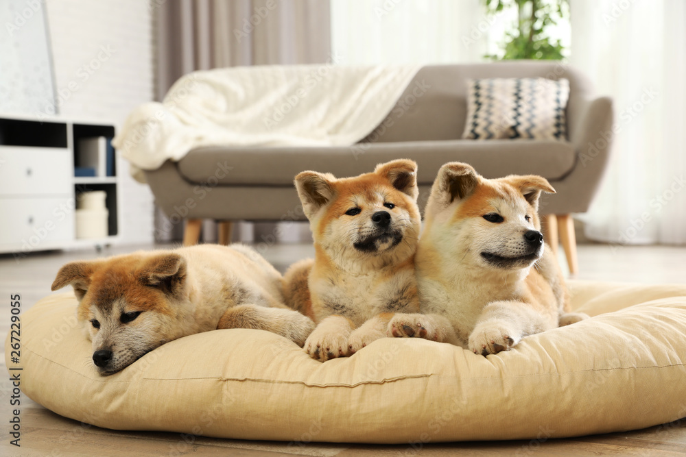 Cute akita inu puppies on pet pillow indoors - obrazy, fototapety, plakaty 