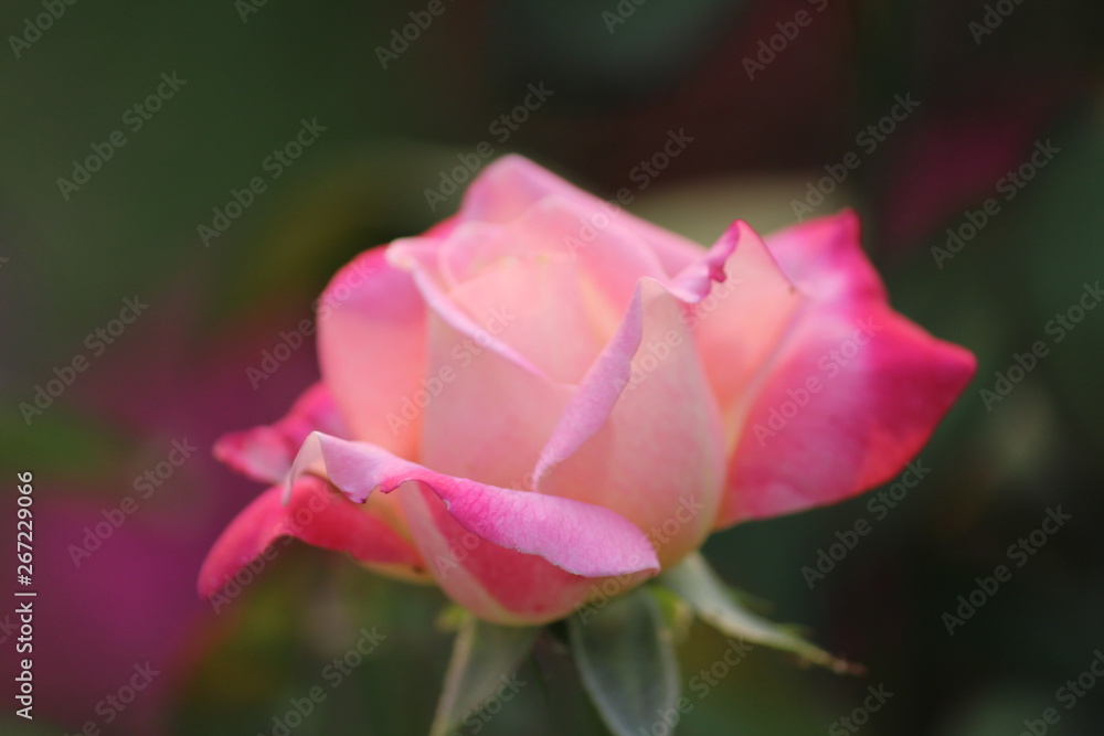 pink rose in garden