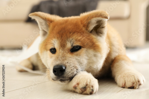 Cute akita inu puppy lying on floor indoors