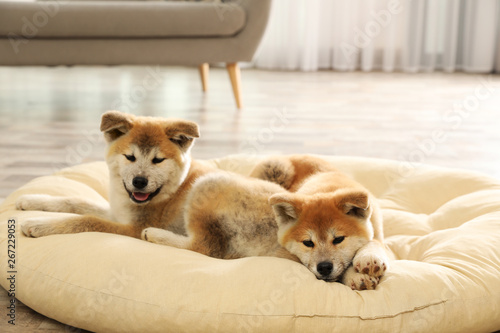 Cute akita inu puppies on pet pillow indoors