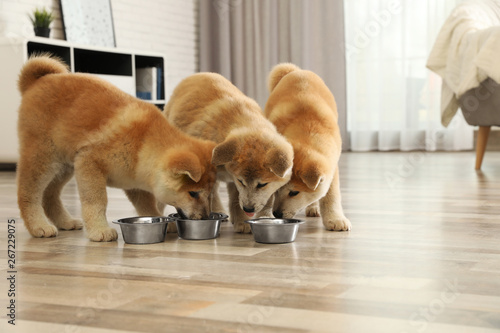 Obraz na plátně Cute akita inu puppies eating from bowls at home