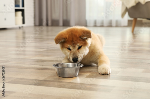 Cute akita inu puppy near feeding bowl at home