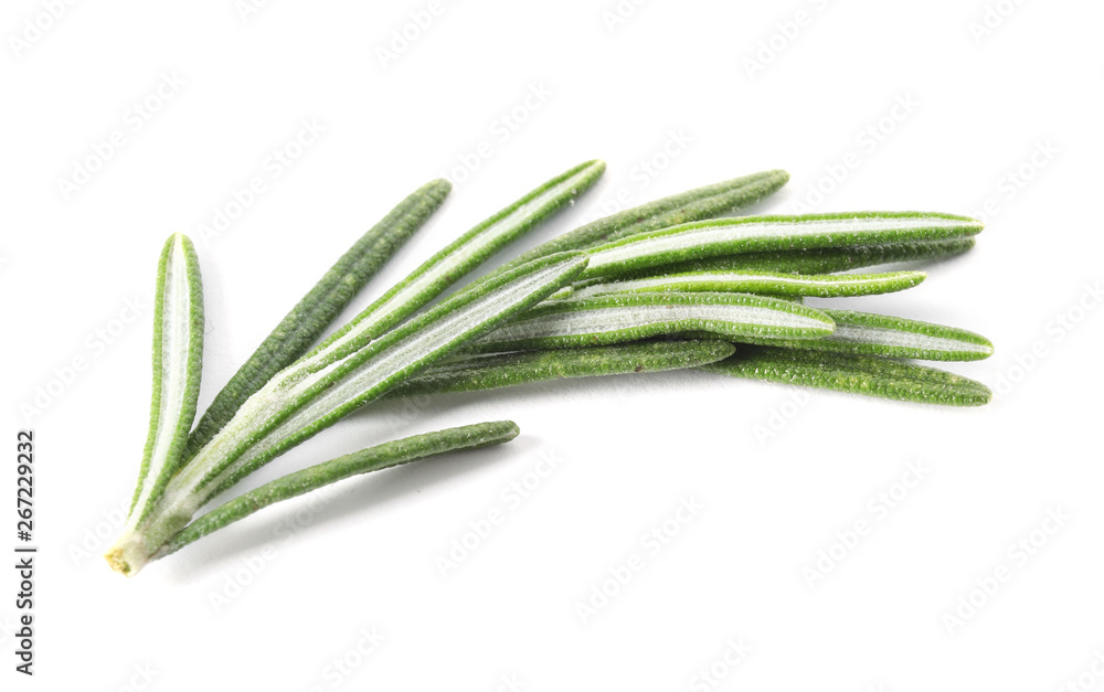 Fototapeta premium Fresh green rosemary twig on white background