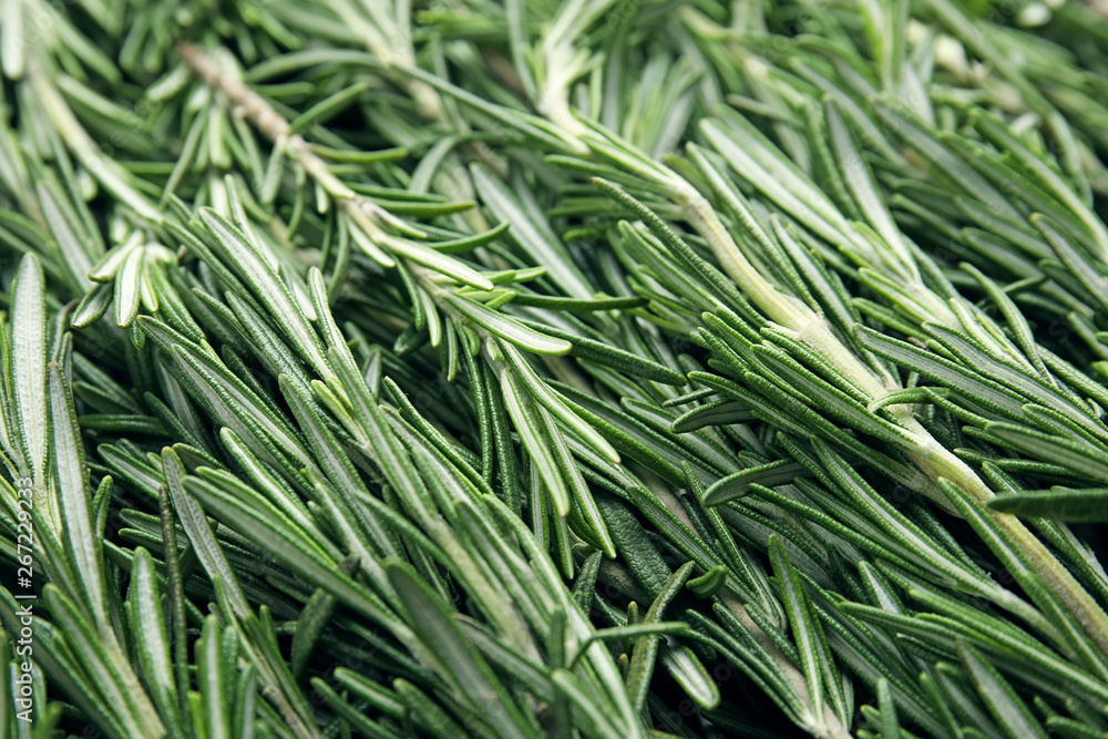 Fresh rosemary twigs as background, closeup. Aromatic herb Fresh rosemary twigs as background, closeup. Aromatic herb