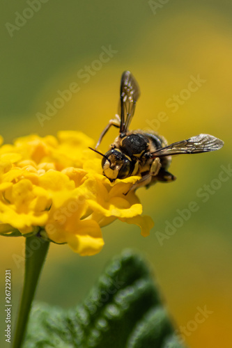 Abeja sobre flor amarilla