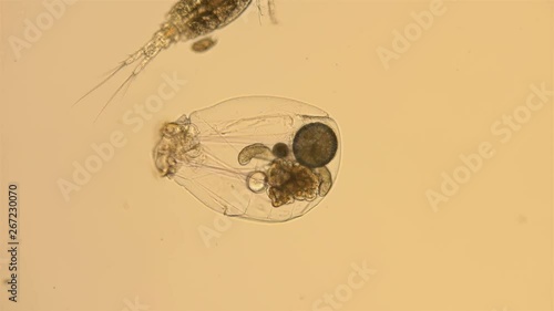 plankton under a microscope, a rotifer and Cyclopidae, the inhabitants of ponds and reservoirs are food for fish photo