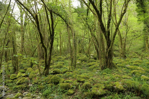 Bosque en Borleña de camino al Churrón de Borleña, Cantabria, España