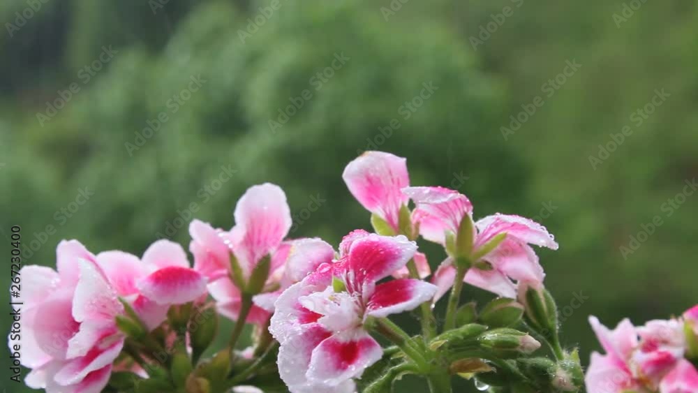 Spring rain drops on flowers, raining weather Spring rain drops on flowers, raining weather