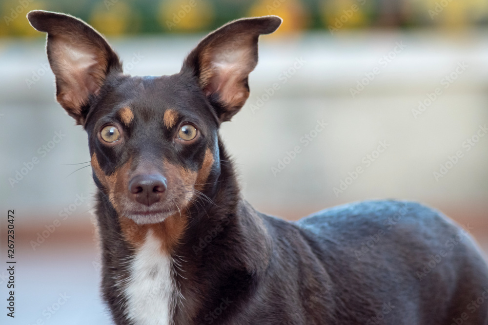 Perro Mirando fijamente a cámara Perro Mirando fijamente a cámara