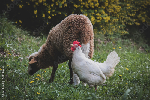 White hen and lamb on green grass