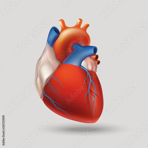 human heart