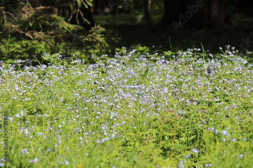 green grass and flowers