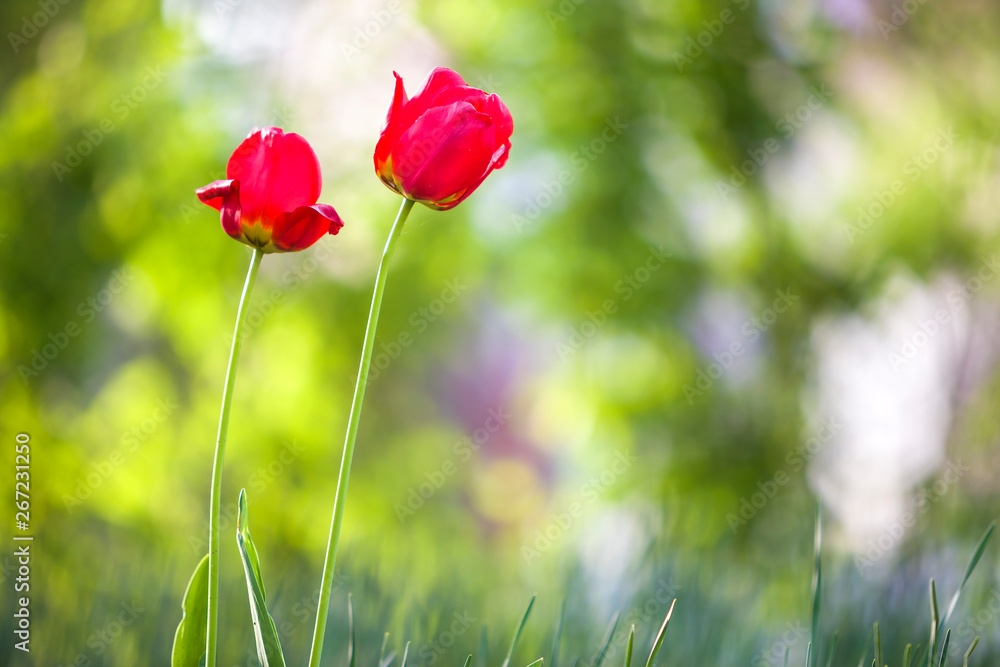 Obraz premium Bright pink red tulip flowers blooming on high stem on blurred green copy space background. Beauty and harmony of nature concept.