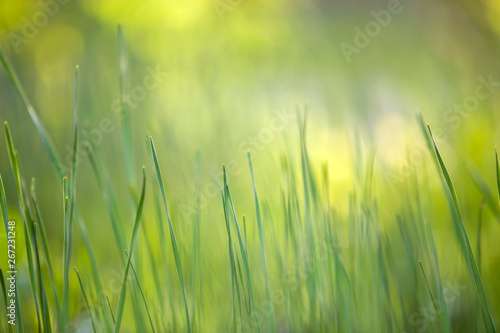 Bright green grass, thin blades growing on blurred green bokeh grassy background on sunny spring or summer day. Beauty of natural environment concept.