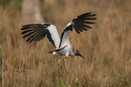 Wood Stork, in a marsh environment.Pantanal, Brazil © foto4440