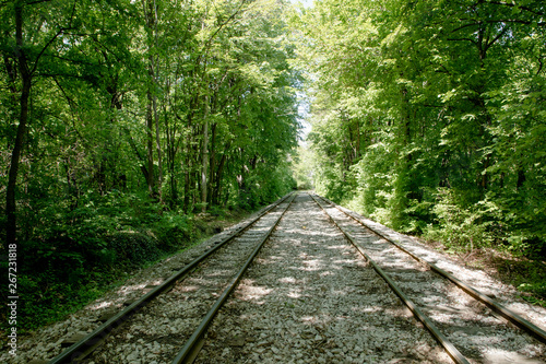 Railroad tracks in the forest.