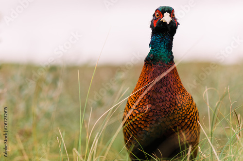 Wilder Fasan in Düne auf Nordseeinsel Norderney