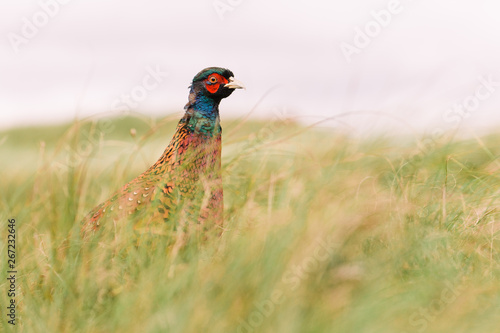Wilder Fasan in Düne auf Nordseeinsel Norderney