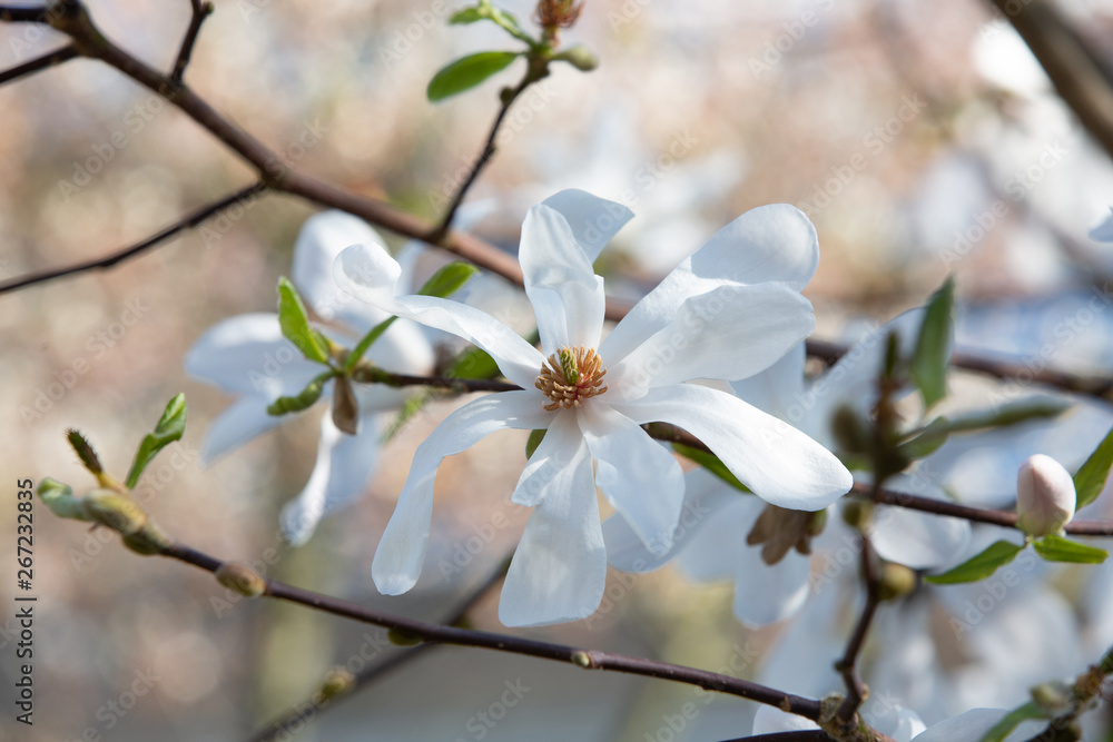 Close-up of the white and highly fragrant many-petaled flowers of the White Ballerina Magnolia - Magnolia x loebneri 'Ballerina'. Close-up of the white and highly fragrant many-petaled flowers of the White Ballerina Magnolia - Magnolia x loebneri 'Ballerina'.