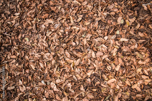 pile dry brown leaves on the ground.