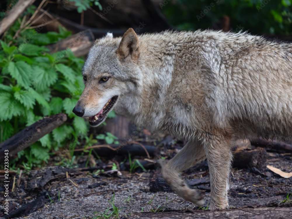 Fototapeta premium Wolf in the Moscow Zoo