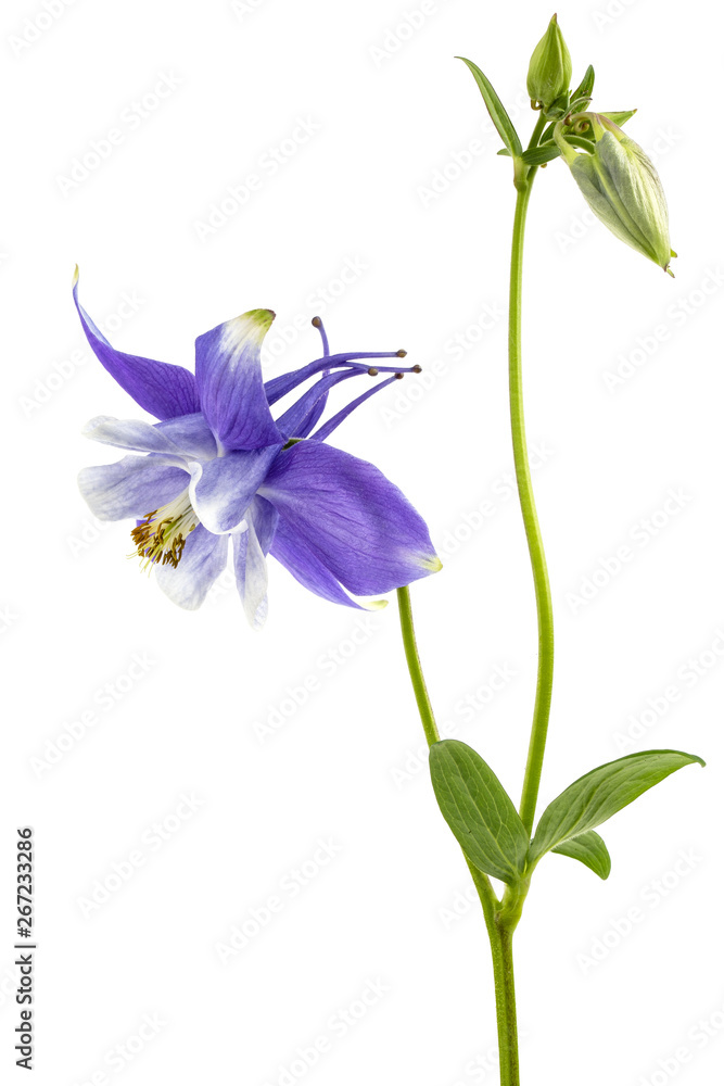 Violet flower of aquilegia, blossom of catchment closeup, isolated on white background Violet flower of aquilegia, blossom of catchment closeup, isolated on white background