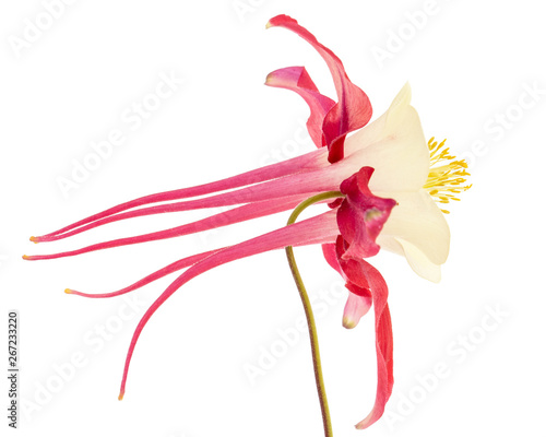 Red flower of aquilegia, blossom of catchment closeup, isolated on white background © kostiuchenko