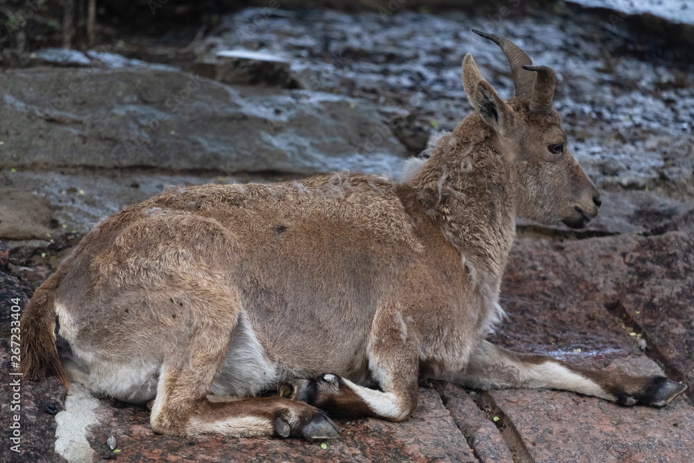 Fototapeta premium Mountain goat in the Moscow zoo