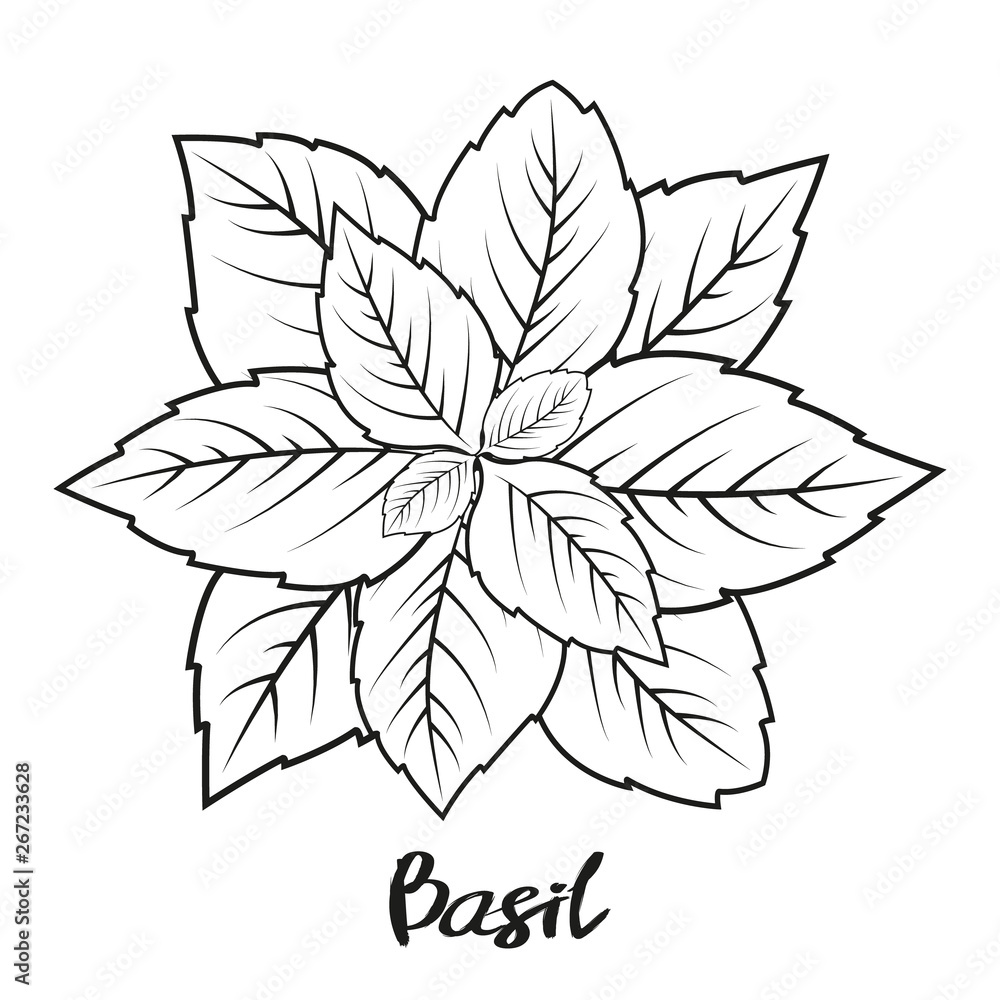 Fototapeta premium Bunch of parsley. Objects for packaging, advertisements. Isolated on white. Vector illustration. Cartoon. Black and white.