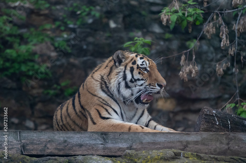 Tiger in the Moscow Zoo