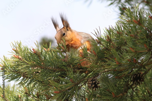 squirrel on a tree photo