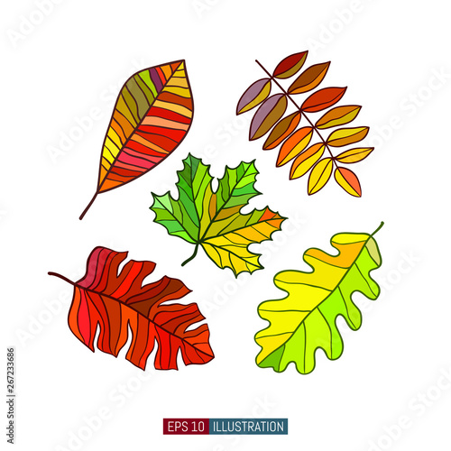 Colored leaves set. Vector graphics.